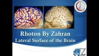 Rhoton By Zahran (4): Lateral Surface of the Brain