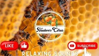 Relaxing Sounds of Bees in Nature