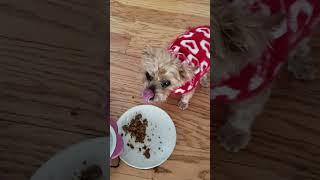 Old Yorkie Eating