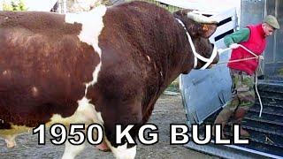 Heaviest Bull In The World | 1950kg Bull named Fetard | Rouge des Pres breed