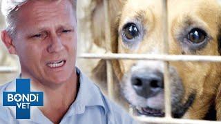 Abused Dog Doesn't Want To Be Touched - Until He Meets This Vet | Bondi Vet Clips | Bondi Vet