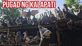 PUGAD NG KALAPATI NAGKALAT SA FARM