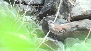 Remolinera andina (Cinclodes albiventris)