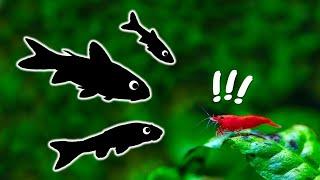 Top 12 Tank Mates for Cherry Shrimp You Need to Try!