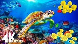 Aquarium 4K Video (Ultra HD)  Beautiful Coral Reef Fish - Relaxation Meditation Music