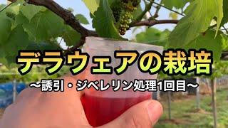 デラウェアの栽培／誘引・ジベレリン処理1回目 林ぶどう園2021-5-5