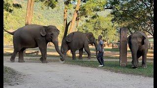 Meet Fah Mai, a beautiful soul born free at Elephant Nature Park! - ElephantNews