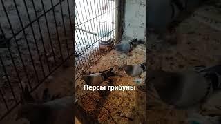 Голуби персы удышы лет и игра Голуби Узбекистана Ташкент Чирчик на продажу pegiyos uzb +998997297293