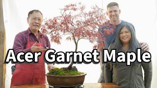 Acer Garnet Maple bonsai design with customer.