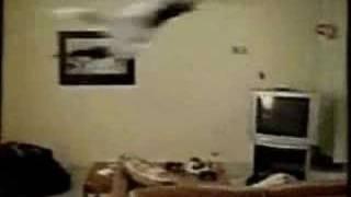 cat jumps on ceiling fan