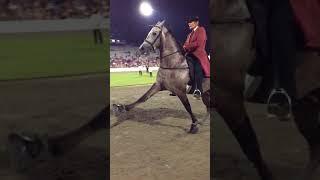 The 'BIG LICK" Tennessee Walking Horse Is The "Horror Show" Of The Equine World