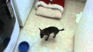 The Tap Dancing Chihuahua