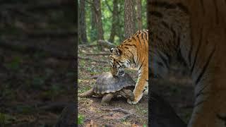 Tiger Tries to Break a Tortoise Shell  | Real Wild Encounter #shorts