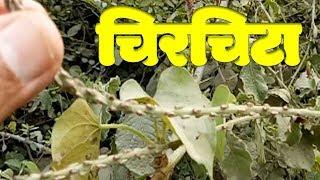 Junglee Medicine Chirchita Latjira Or Apamarg  Benefits | चिरचिटा लटजीरा या अपामार्ग पौधा व फ़ायदे