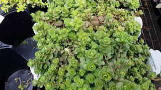 세듐 (세덤) 다육이 종류들 - 가든센터 《Sedum ( Stonecorp) Succulent plants at Garden Center 》