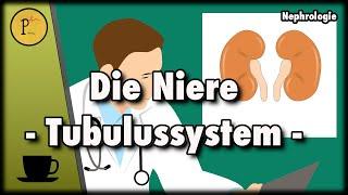 Unser Tubulussystem erklärt (Wie wird aus Blut, Urin) Teil 1