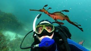 Introducing Australia's Great Southern Reef