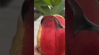 Yummy Guava #amazing #fruitcutting #satisfying #guava #fruit #shorts #fyp #viralvideo #delicious