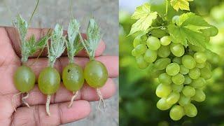 Simple method propagate grape tree with pilastic glass || how to grow grape tree at home