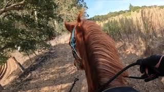 Lots of Advice -  Copper's  Last  Ride -Marchador  Cross - Gaited Horse Training