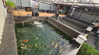 Visit To India's Biggest Koi Fish Facility