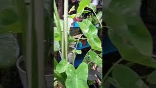 colocasia milky way 