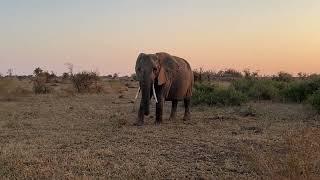 Elephants at the Kruger National park