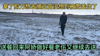 想去摘豆苗没想到被雪盖住了，送餐回来阿娇做好餐老伍又继续去送