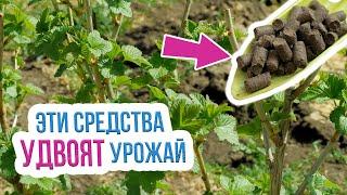 Первая подкормка смородины весной. Чем подкормить смородину весной?