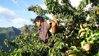 dharme brother's son taking tree plums in the village || Rural Nepal @ruralnepall