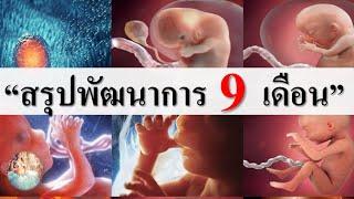 พัฒนาการทารกในครรภ์ : พัฒนาการของทารกในครรภ์ 9 เดือนมีอะไรบ้าง? | ทารกในครรภ์ | คนท้อง Everything