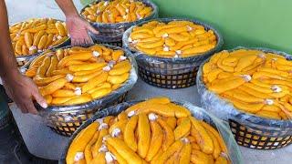 Fishermen Harvest And Process Millions Of Pounds Of Mullet Roe This Way