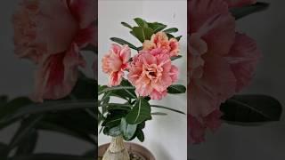 Адениум AS-75️ Сеянец, выращенный из семян.  #адениум #adenium #хобби #цветы #flowers