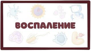 Воспаление - патофизиология, основные компоненты патогенеза воспалительного процесса