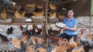 Harvesting Chicken Eggs, Duck Eggs to Sell. Planting New Corn Crop. Amy Forest life