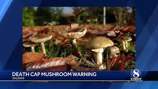 3 in Salinas hospitalized after eating lethal mushrooms, may have liver failure