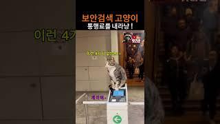 보안검색 고양이 통행료를 내라냥 !