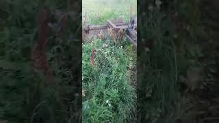 Прицепная роторная косилка КПП-3,1