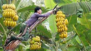 Harvest Big Bananas Go To Market Sell, gardening, grow asparagus. 2 years living off grid in fores