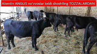 Aberdin ANGUS no'vvoslar keldi shoshiling +998990034227 +998938179798