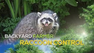 Raccoon Control