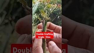 Double grafting angle slice #grafting #graftingtechnique #howtografting #easygrafting #sambungpucuk