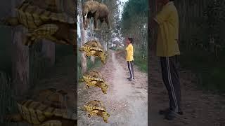 Elephant Horses Tiger lion #shorts #ytshorts #vfx