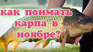 Как поймать трофейного карпа в ноябре? Ловля карпа поздней осенью.