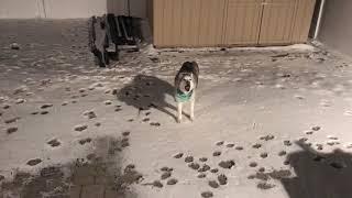 Husky's defiance makes mom mad