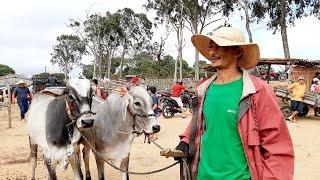 MUITO GADO DE LUXO FEIRA DO GADO SÃO BENEDITO CEARÁ 02/11/24