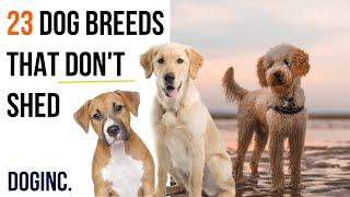 Dogs that DON’T shed alot | Hypoallergenic Dog breeds | low shedding dogs