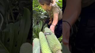 The Exotic Fruit That’s Both Deadly and Delicious!