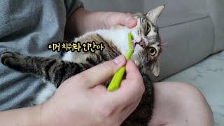 난생처음 고양이 양치질에 도전하는 아빠 (ENG) FourCat냥