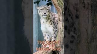 Snow Leopard: The Ghost of the Mountains #shorts #snowleopard